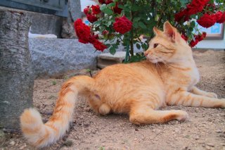 （写真:芳澤ルミ子）