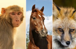 【表現クイズ】江戸時代の“生理用品”、別名は「猿、馬、狐」どれでしょう（難易度★★★★★☆）