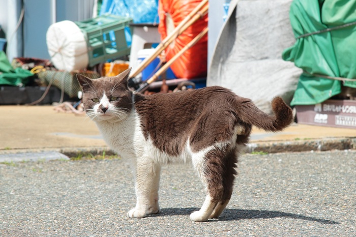 （写真:芳澤ルミ子）