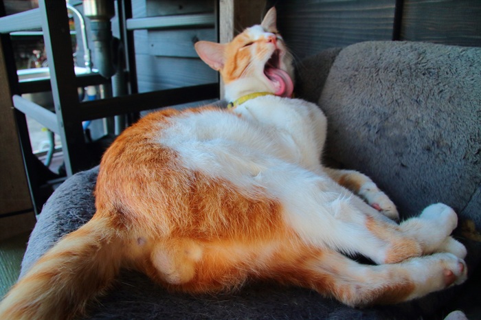 （写真:芳澤ルミ子）