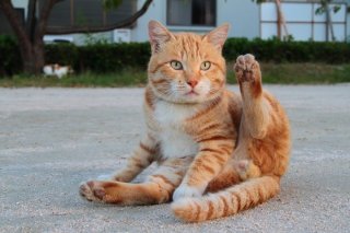 あどけない“にゃんたま”にメロメロ♡ アイドル猫、一生推し続けます!