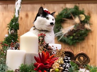 クリスマス商戦ワシも大忙しや　byさぶ店長／無断転載禁止（C）コクハク