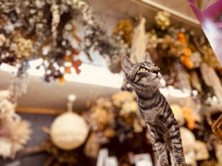 ドライフラワーにどうにかぶら下がれないか思案中　byかなた平社員／無断転載禁止（C）コクハク