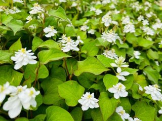 八重のドクダミは綺麗よ〜／無断転載禁止（C）コクハク