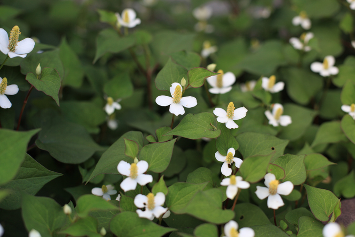芽を引っこ抜くのはやめて～！（写真:iStock）