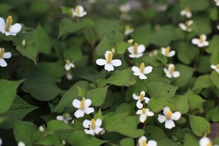 芽を引っこ抜くのはやめて～！（写真:iStock）