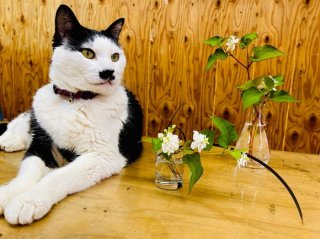 平社員がグラスにいけると雑草ちゃうな　byさぶ店長／無断転載禁止（C）コクハク