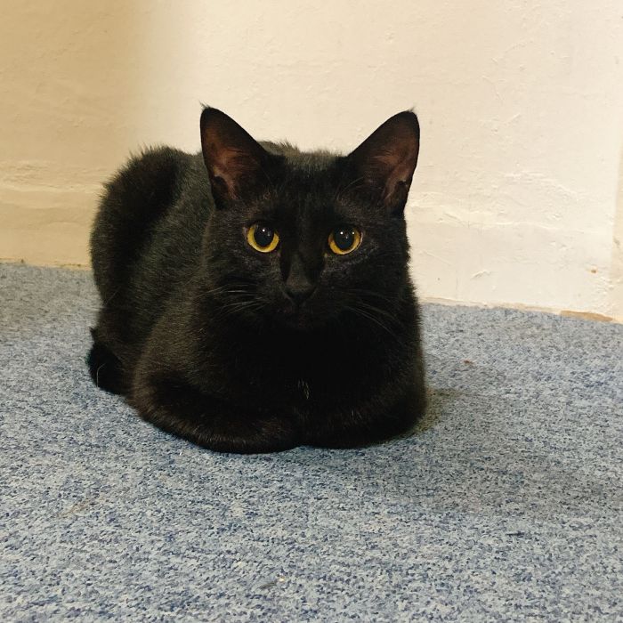 達観と諦念ニャ。（写真:新井見枝香／無断転載禁止）