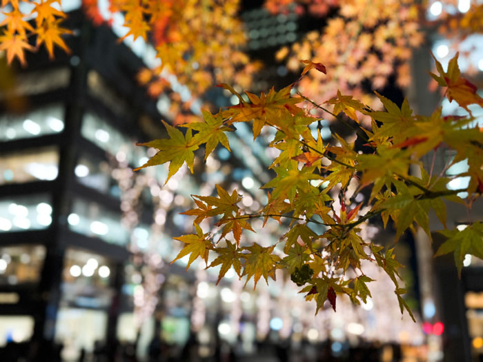 置き去りにしないで（写真:mirae.）