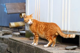 白ソックスがもう完璧！美少年“にゃんたま”の鈴カステラωにうっとり