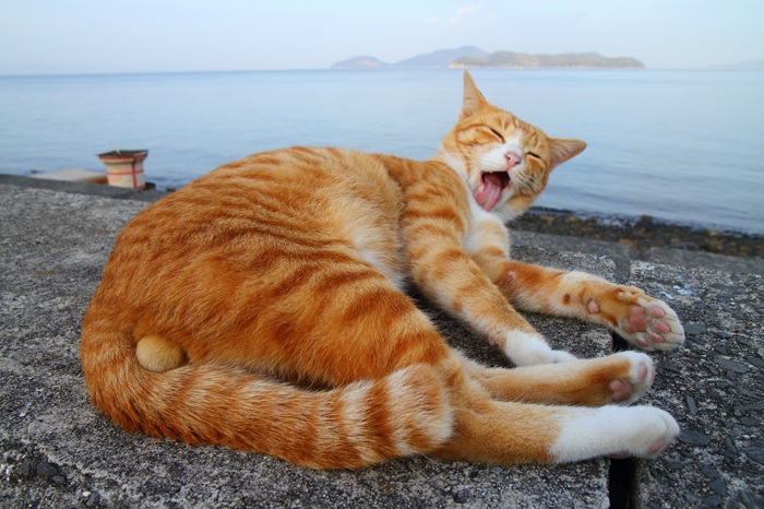 （写真:芳澤ルミ子）