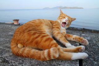 おじさんが焼いたお魚、最高ニャン♡ 漂う匂いをクンクン…“にゃんたま”君の幸せ