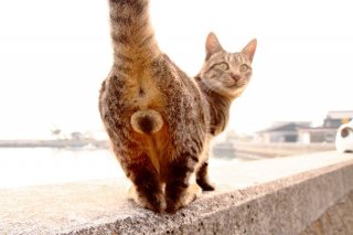 にゃんたま様が宇宙と交信？ まん丸“神たま”にはエネルギーが詰まってる♡