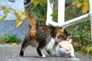 ボス“にゃんたま”も恋には大苦戦？ 猛アタック中の瞬間を激写！