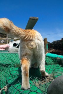 （写真:芳澤ルミ子）