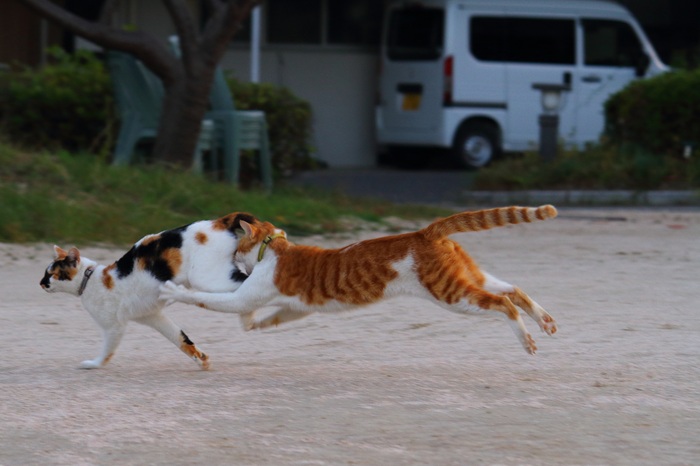 （写真:芳澤ルミ子）