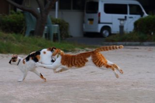 推しはどの“にゃんたま”？ホスト猫からアイドル猫までメロい神ショット8連発♡