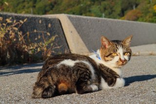 （写真:芳澤ルミ子）