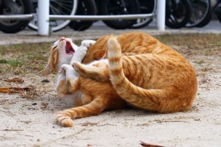 （写真:芳澤ルミ子）