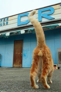 （写真:芳澤ルミ子）