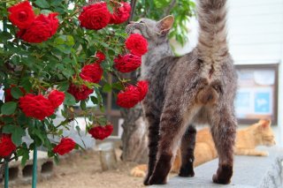 アイドル級の美猫から癒しのモフモフ猫まで♡ “にゃんたま”ほっこりショット8連発！