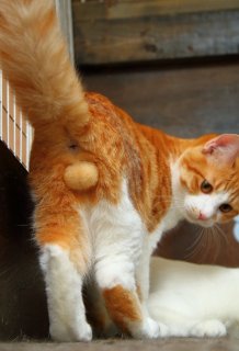 （写真:芳澤ルミ子）