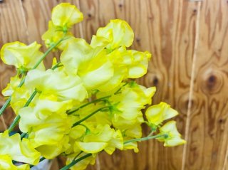 今年も金運の上がるラッキーカラー／無断転載禁止（C）コクハク