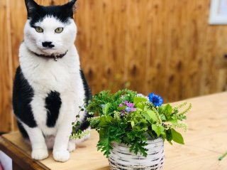 災害時にも役に立つ。防災に節約に…本当に使える「お助け植物」５選。100均でもGETできるすごいパワー