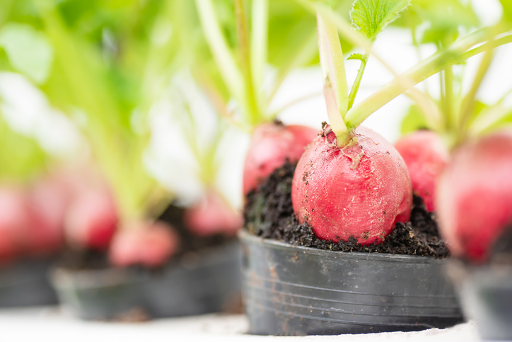 ラディッシュ、うまいよね（写真:iStock）