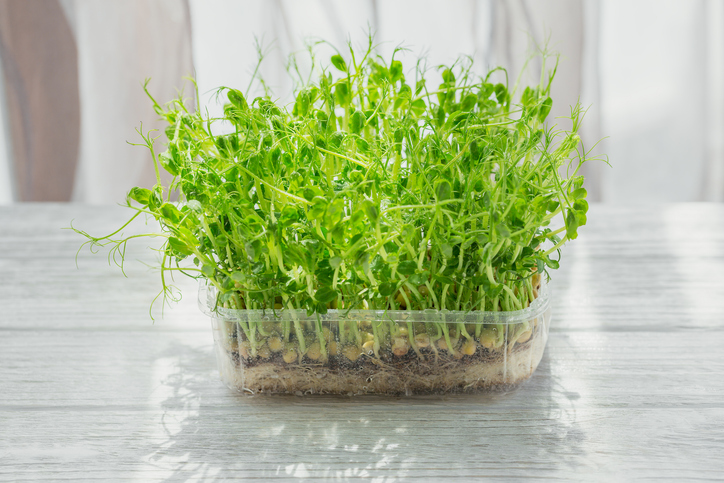 豆苗が有名ですな（写真:iStock）