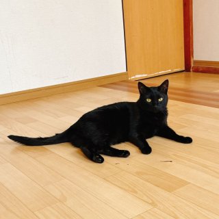 正確には、私と猫一匹。（写真:新井見枝香／無断転載禁止）