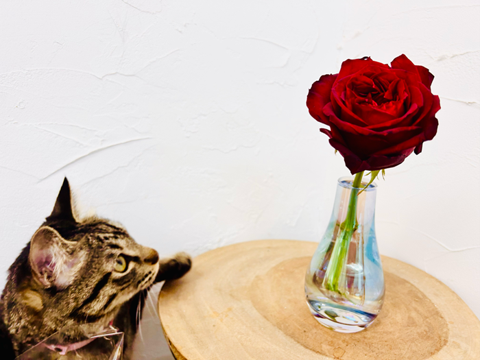 アタチも頑張ってる　by見習いハルちゃん／無断転載禁止（C）コクハク