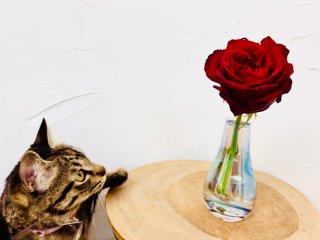 2026年の開運花で「美と愛」が爆上がり! 花屋イチオシの1本と長持ちの裏ワザ