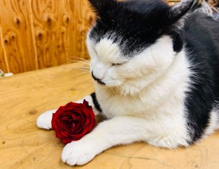 赤バラでも眠さに勝てん　byさぶ店長／無断転載禁止（C）コクハク