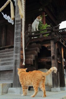 （写真:芳澤ルミ子）