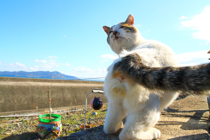 （写真:芳澤ルミ子）