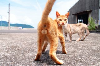 （写真:芳澤ルミ子）