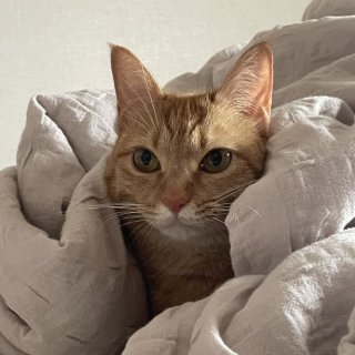 森鷹ユキ